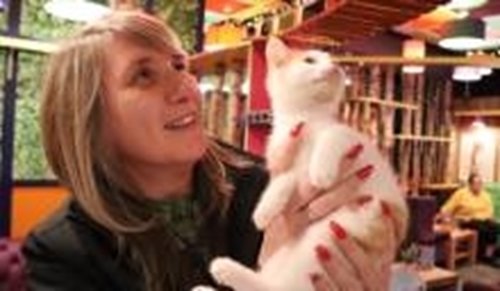 The Purr-fect addition – Grand Central welcomes Kitty Café